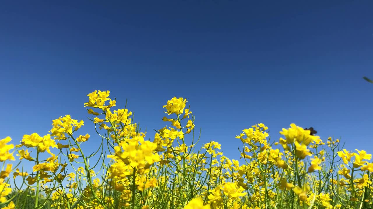 许多黄色的花摇曳着。视频素材