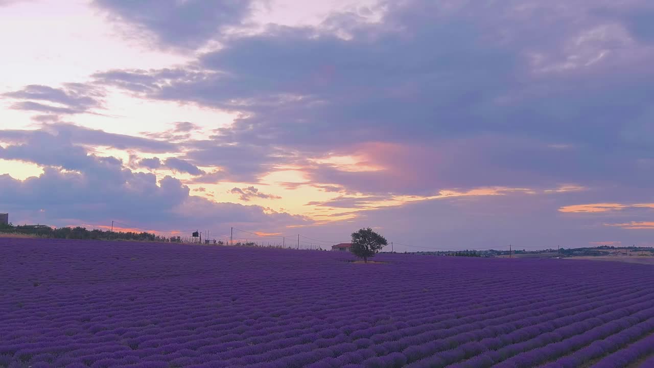 飞越薰衣草田。夏日的薰衣草田视频素材