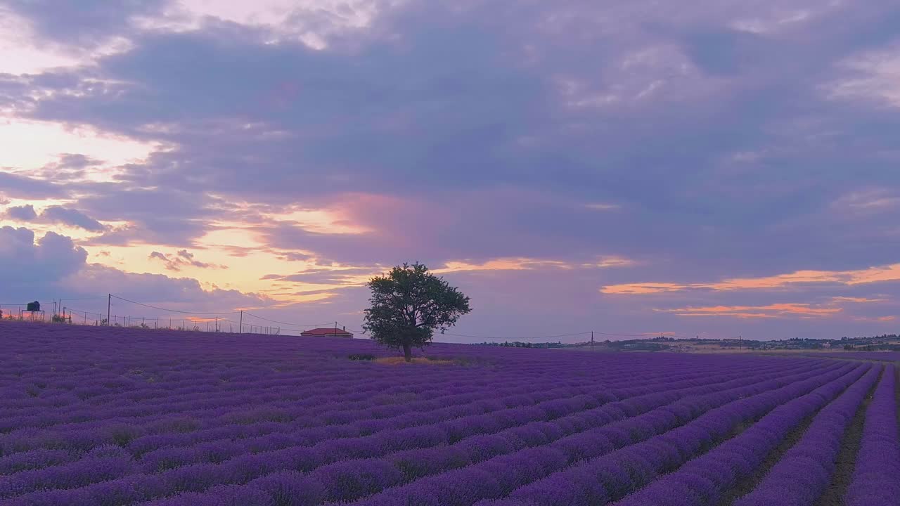 飞越薰衣草田。夏日的薰衣草田视频素材