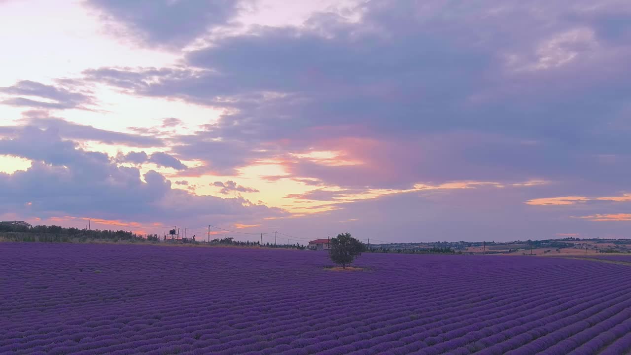 飞越薰衣草田。夏日的薰衣草田视频素材