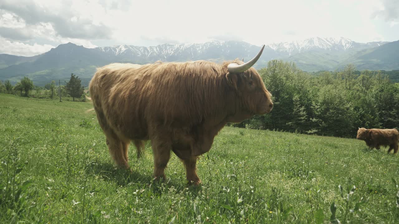 苏格兰山区的牛群。视频素材