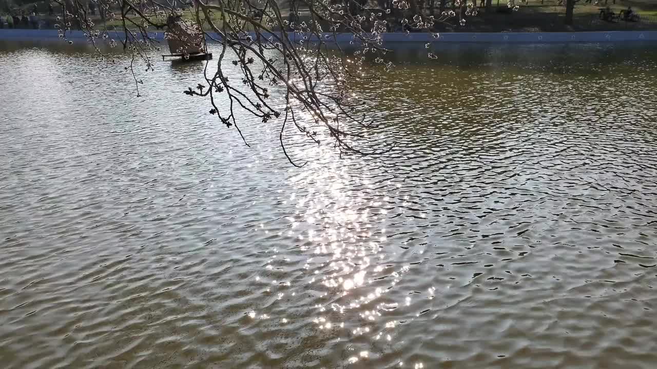 晴朗的日子里，宁静的池塘景色视频素材