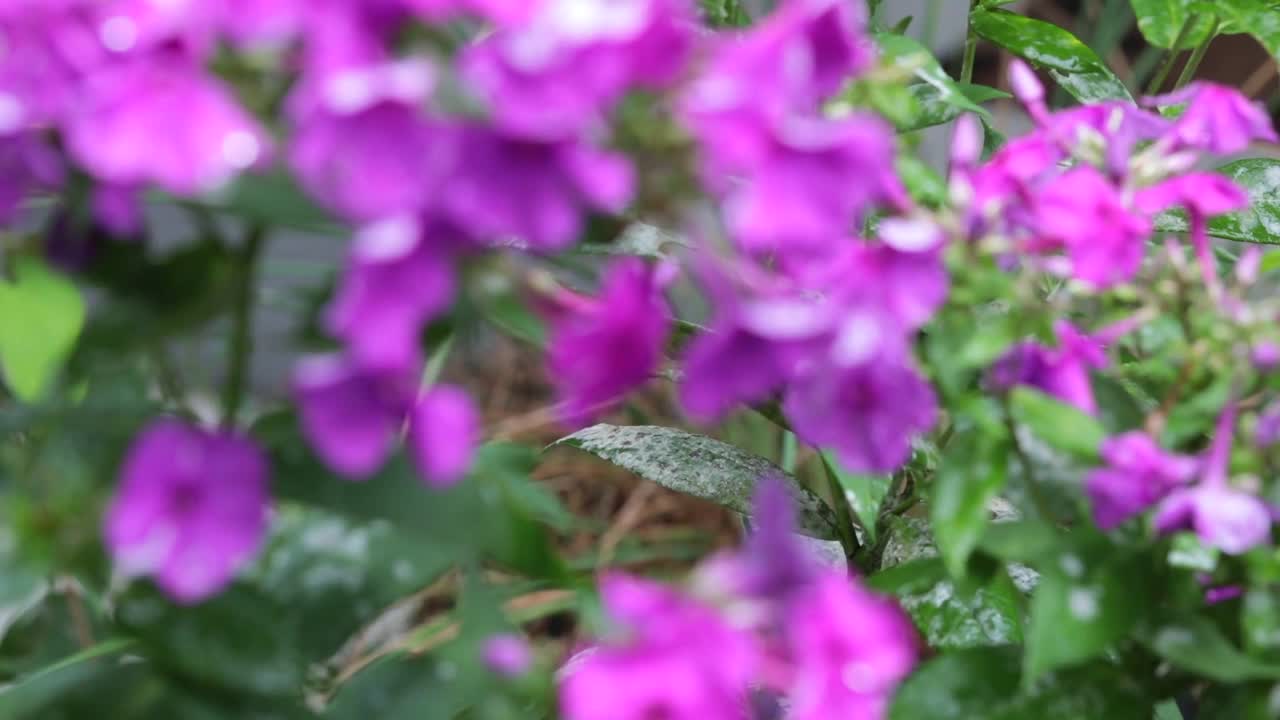 粉红色的花朵上有雨滴。视频下载