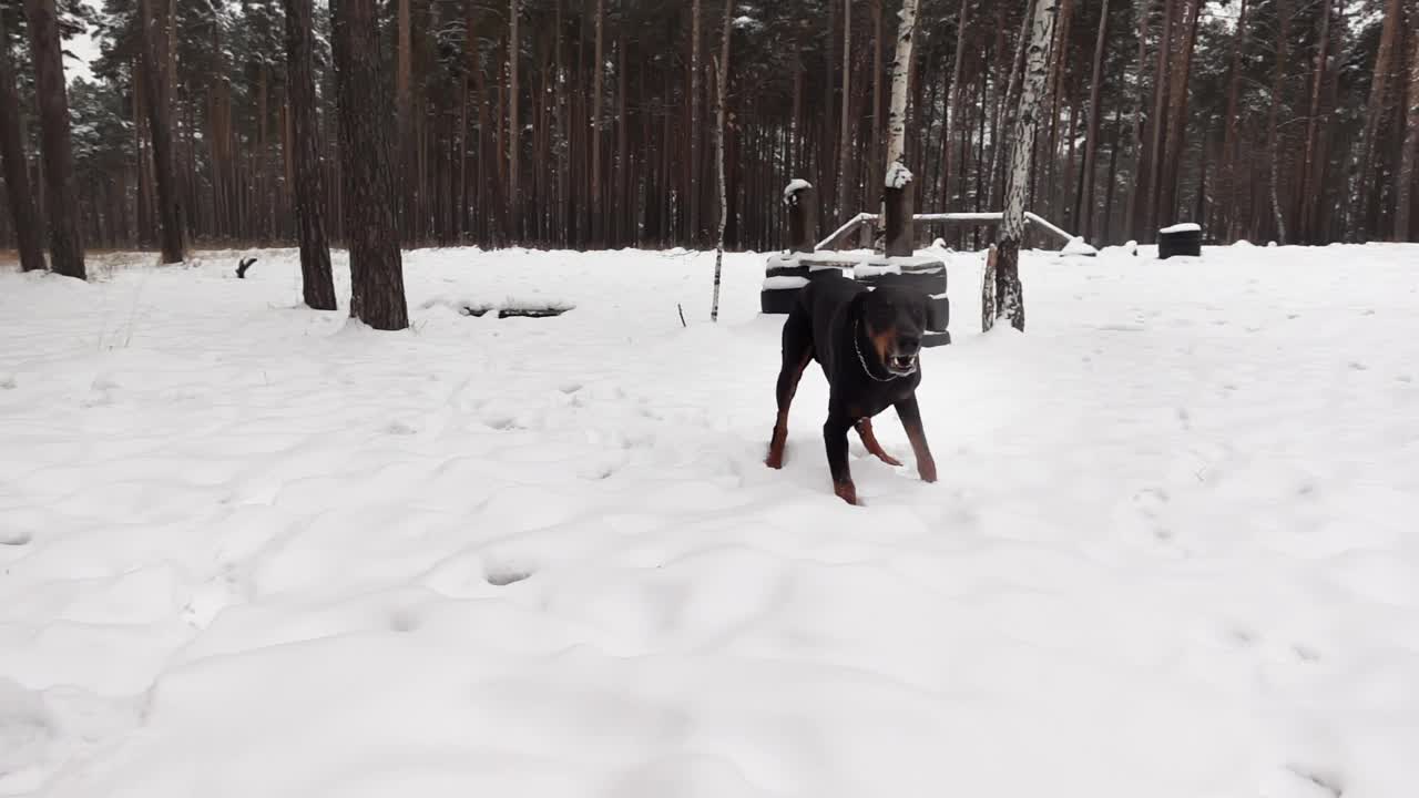 在冬天的森林里，一只愤怒的大狗站在雪堆里慢动作地叫着视频素材