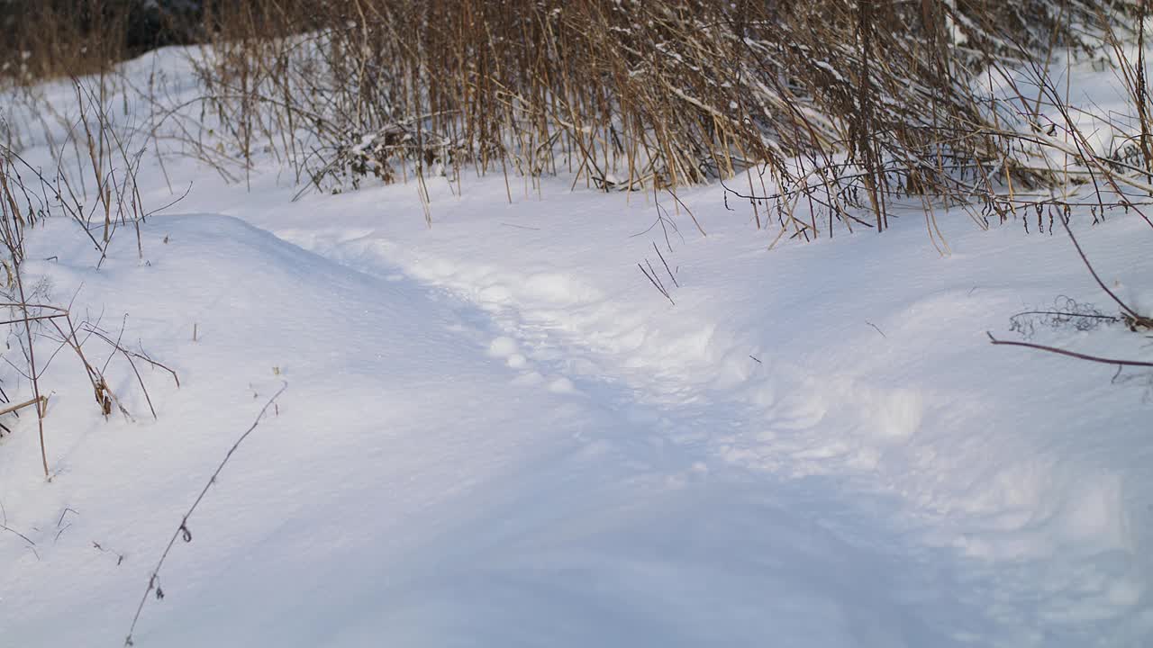 雪堆中的雪道。冬天阳光明媚的日子里有森林。视频下载