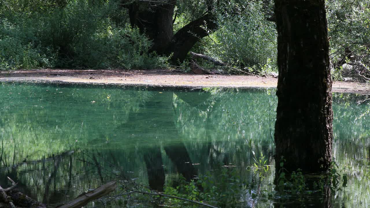 河水碧绿视频素材