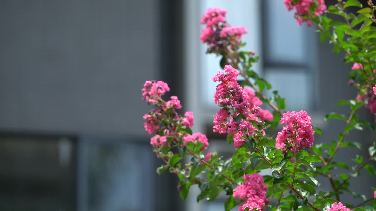 夏天的紫薇树视频素材