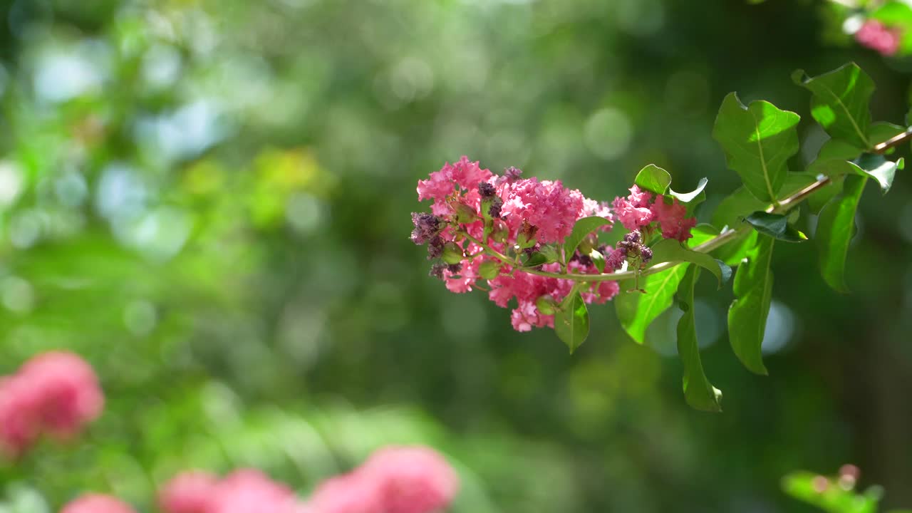 夏天的紫薇树视频素材