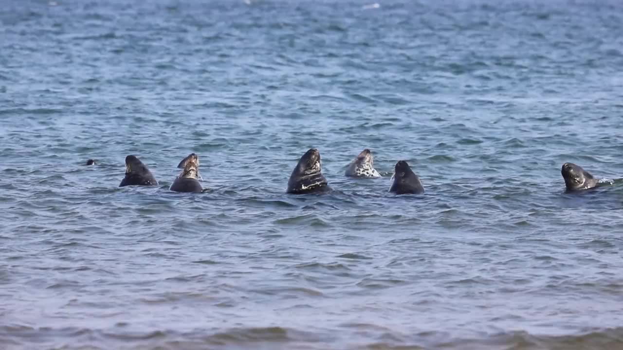 灰色的海豹视频素材