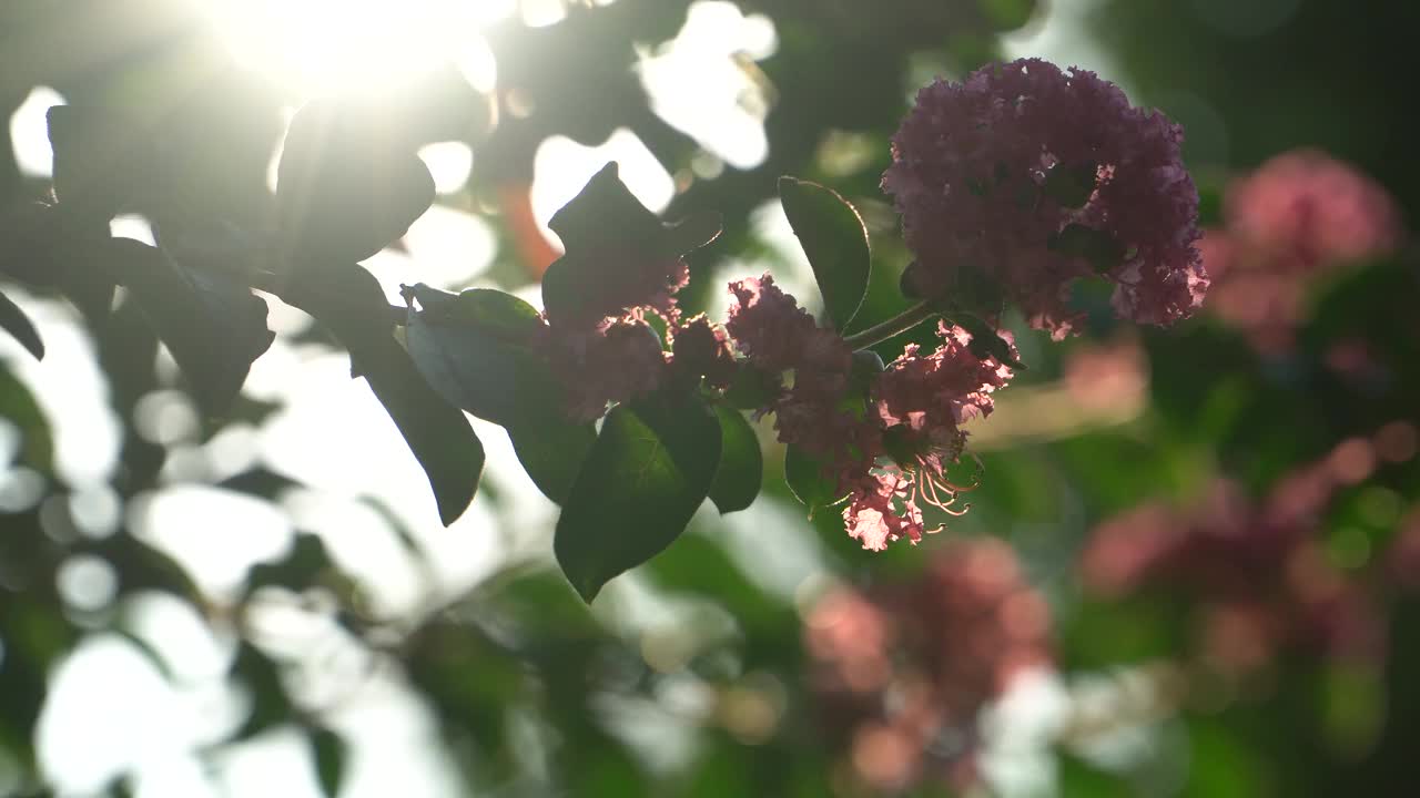 夏天的紫薇树视频素材