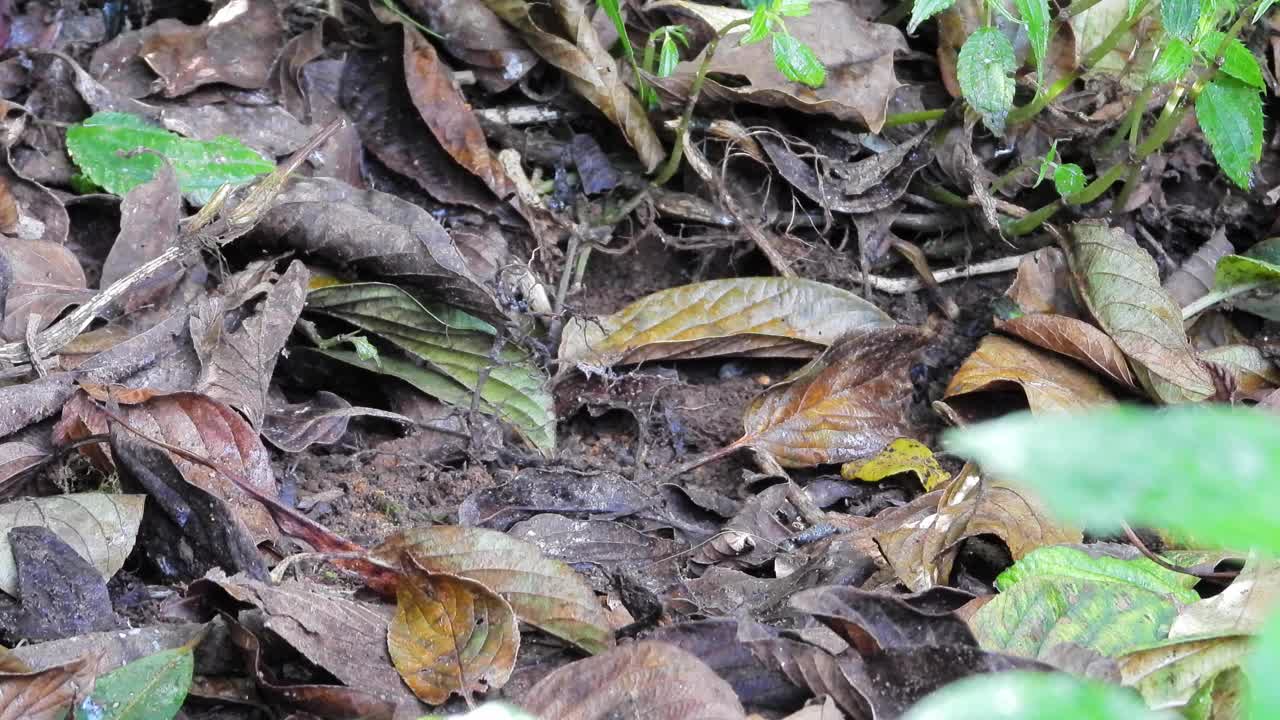 栗冠画眉这种自然鸟类正在寻找食物。视频素材