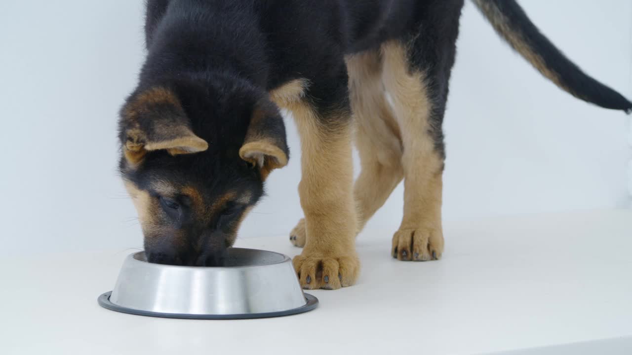 一只纯种小狗在吃碗里的狗食视频素材