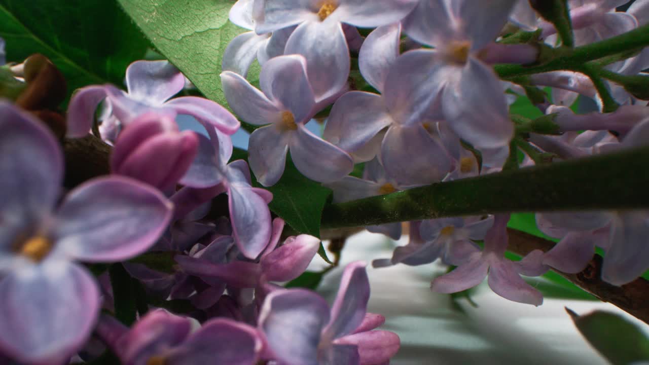 丁香花与明亮的绿色茎视频素材