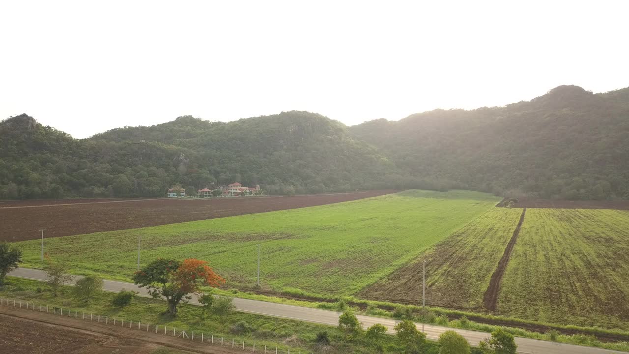 鸟瞰图大玉米田种植地块从无人机与美丽的日出。俯视图农业收获农业在田间。视频素材