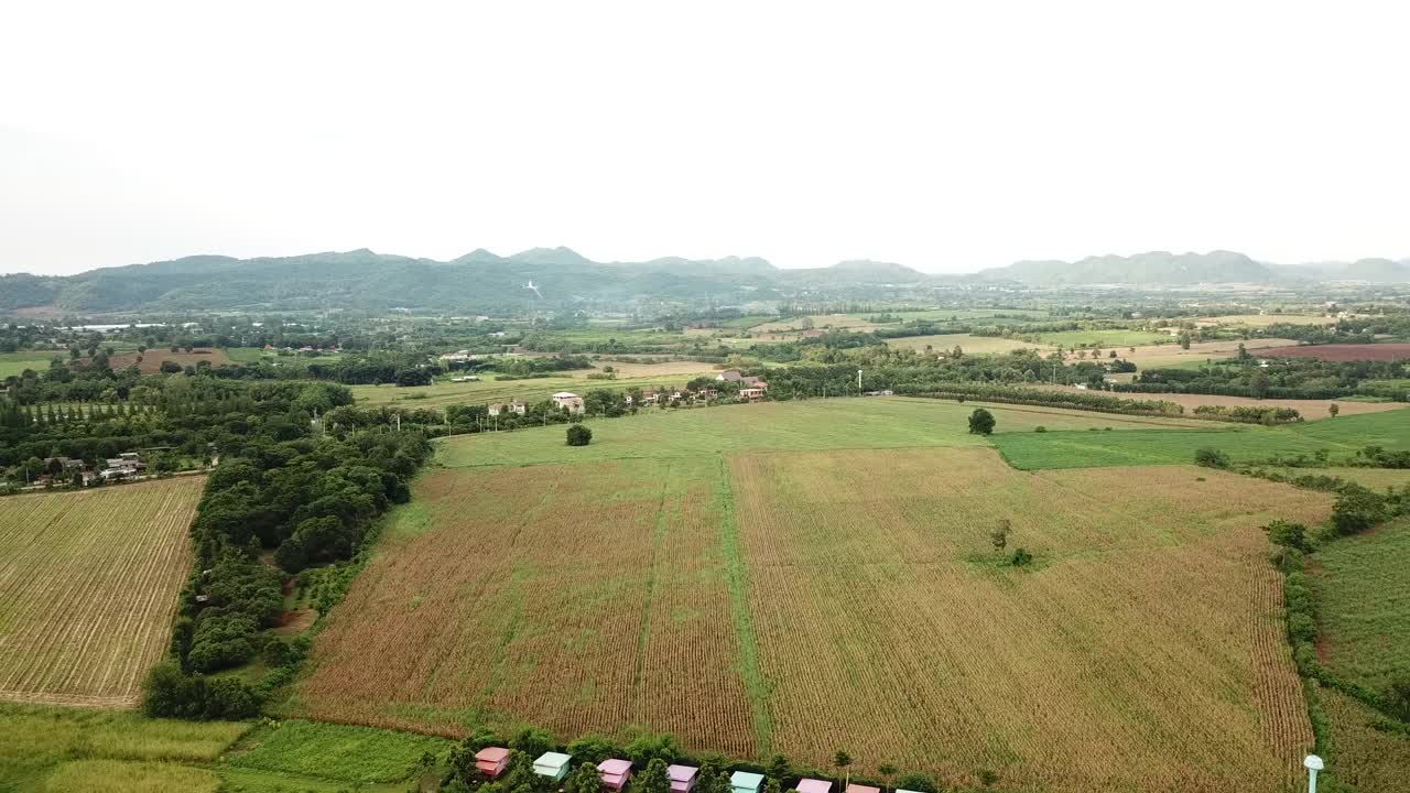 鸟瞰图大玉米田种植地块从无人机与美丽的日出。俯视图农业收获农业在田间。视频素材