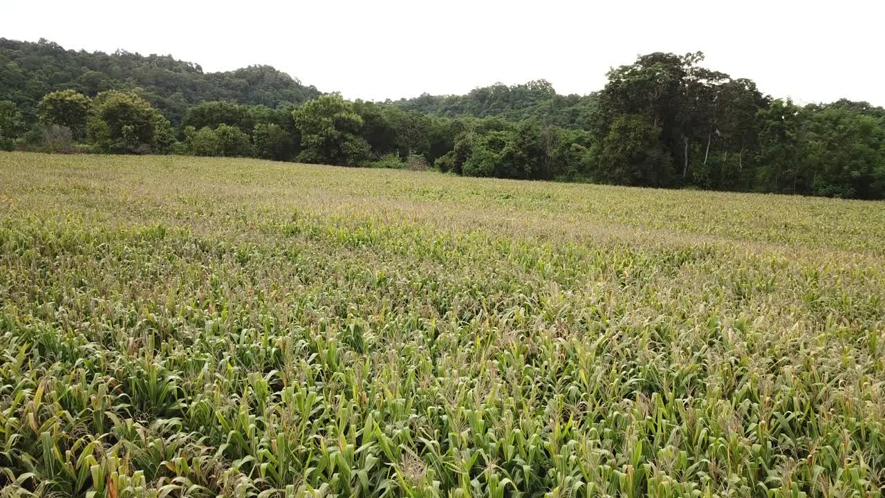 鸟瞰图大玉米田种植地块从无人机与美丽的日出。俯视图农业收获农业在田间。视频素材