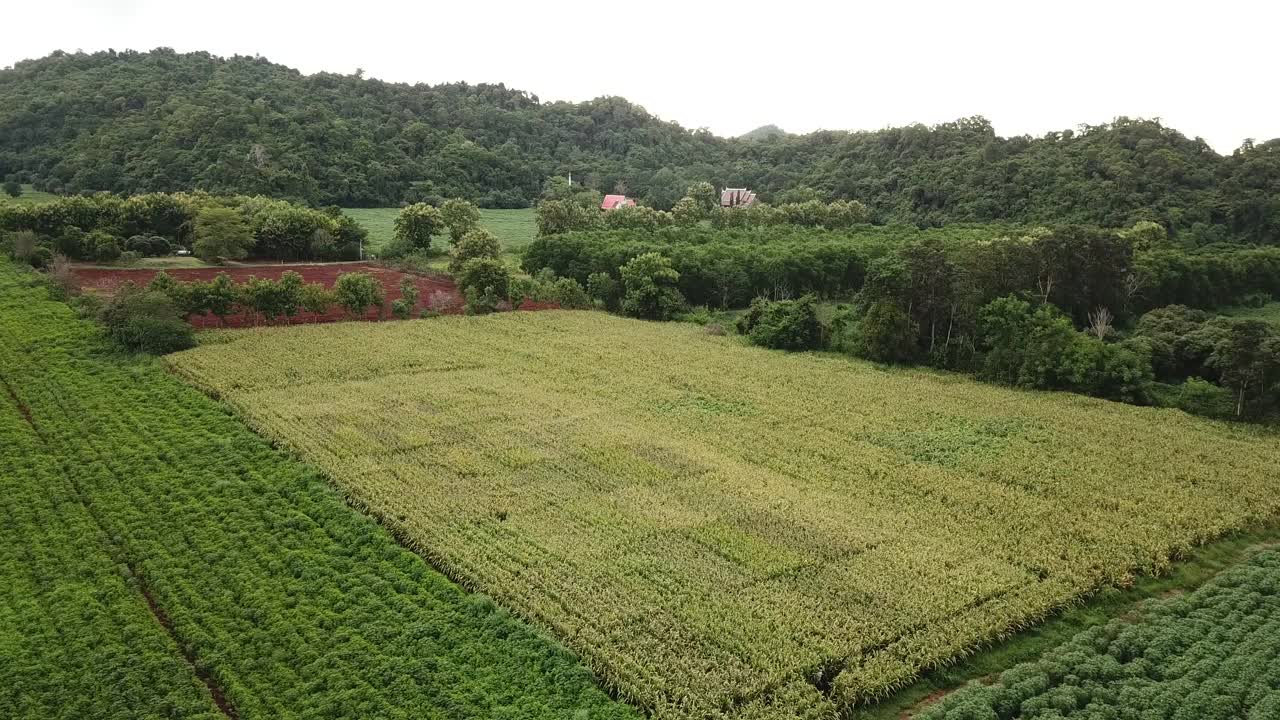 鸟瞰图大玉米田种植地块从无人机与美丽的日出。俯视图农业收获农业在田间。视频素材