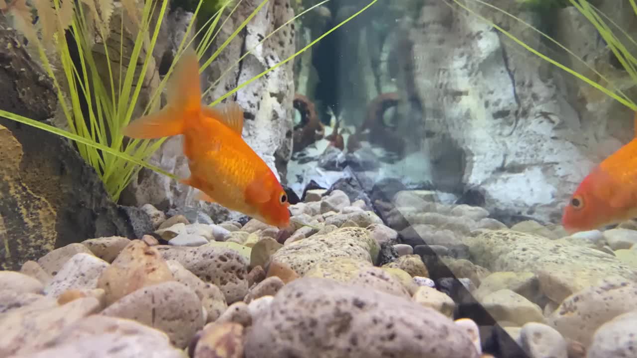 金鱼水族馆视频素材