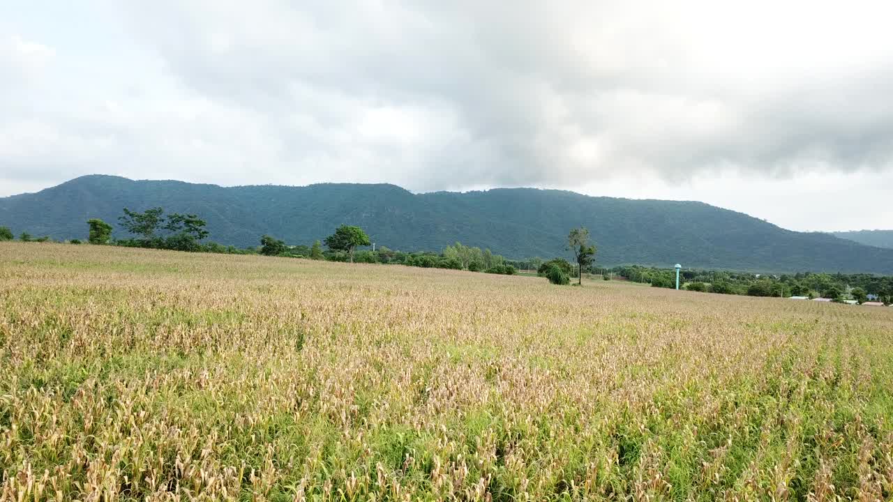 鸟瞰图大玉米田种植地块从无人机与美丽的日出。俯视图农业收获农业在田间。视频素材