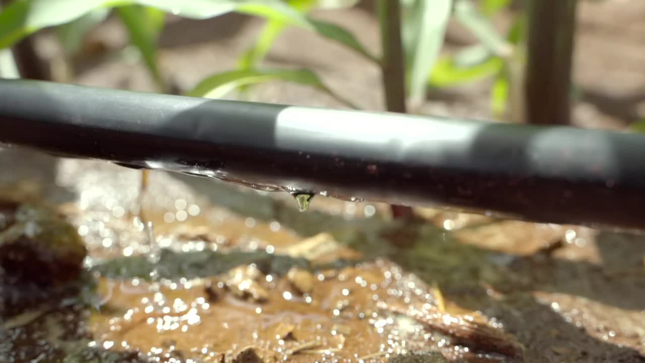 在农场安装滴灌系统，通过让水慢慢滴到植物的根部，有节约水和营养的潜力。通过阀门和管道网络来分配水。视频素材