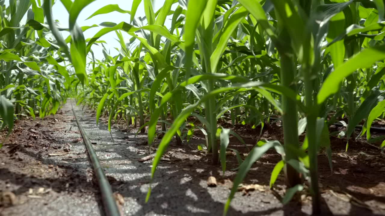 在农场安装滴灌系统，通过让水慢慢滴到植物的根部，有节约水和营养的潜力。通过阀门和管道网络来分配水。视频素材