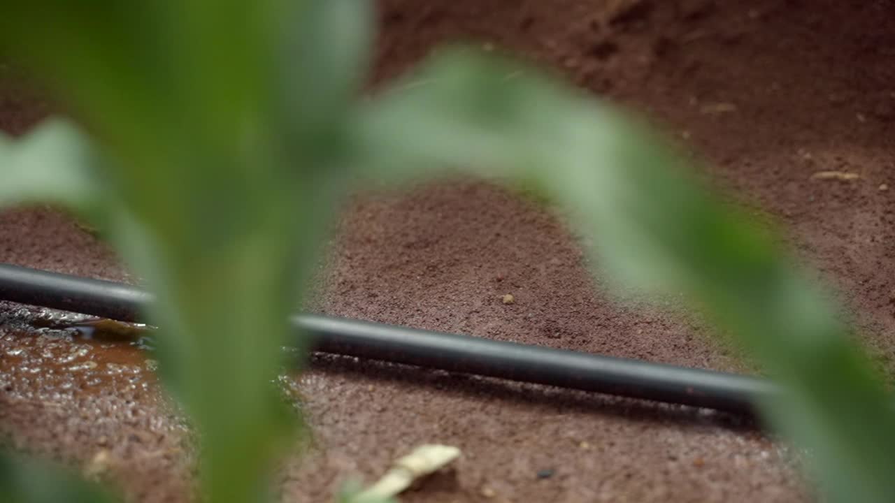 在农场安装滴灌系统，通过让水慢慢滴到植物的根部，有节约水和营养的潜力。通过阀门和管道网络来分配水。视频素材