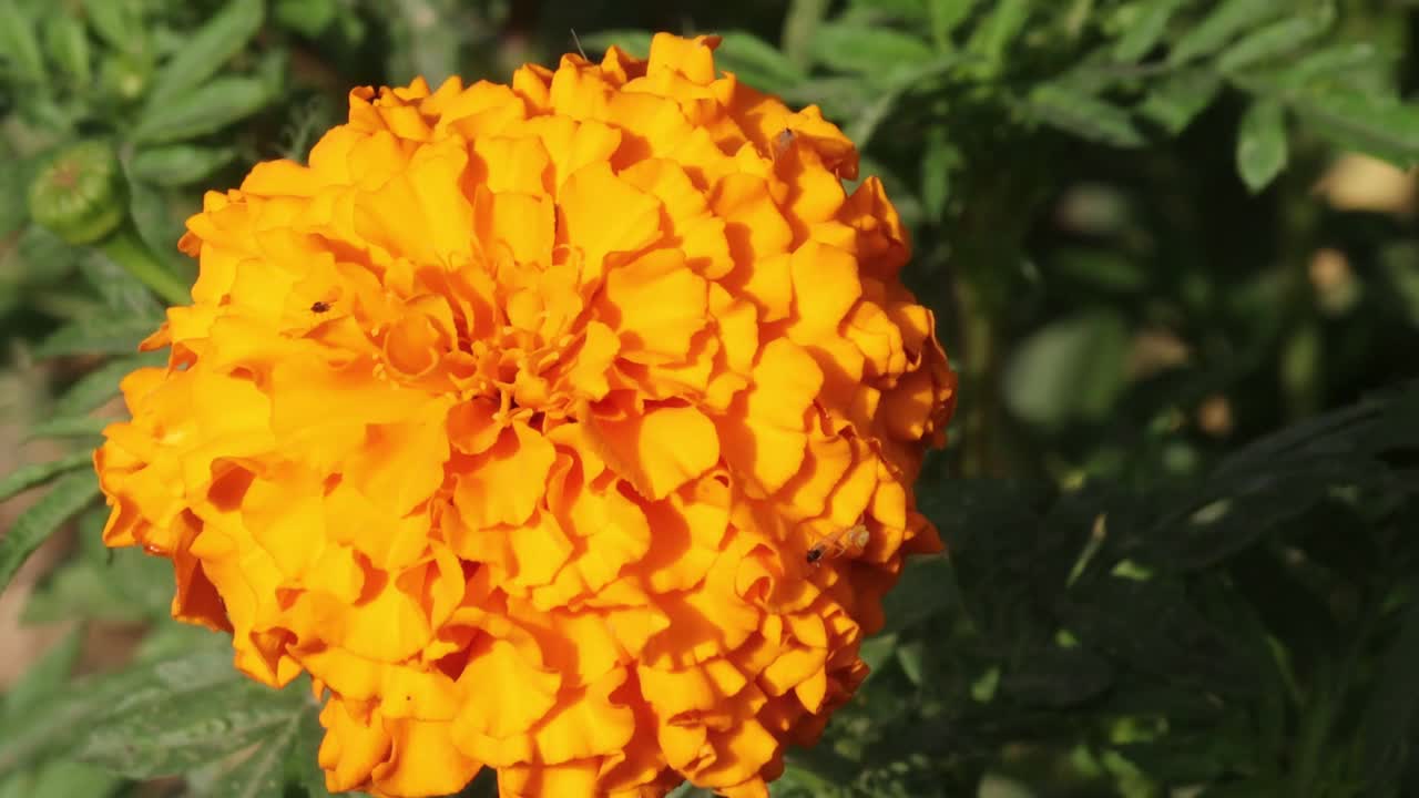 一朵黄色的万寿菊在花园里盛开视频素材