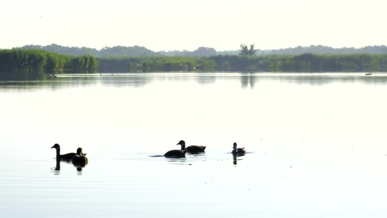 栖息在湖或河中的水鸟。自然背景与鸭子在池塘。欧亚白骨顶鸟富利卡和她的小鸡视频素材