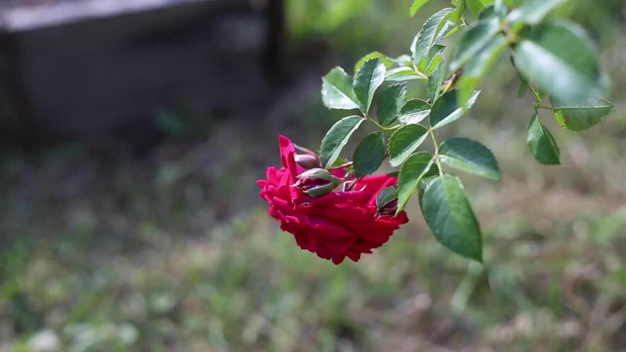 花园里的玫瑰在风中摇曳视频素材