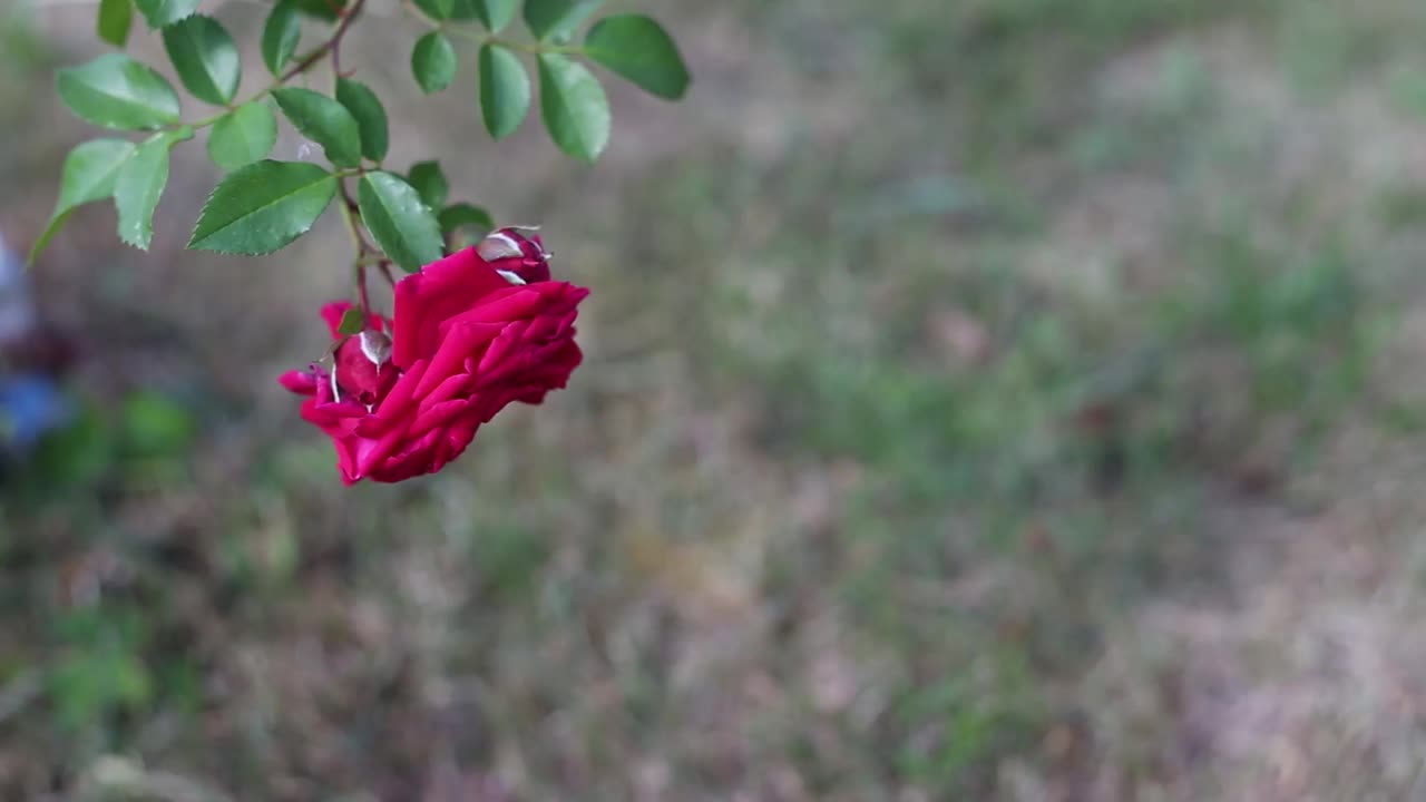 花园里的玫瑰在风中摇曳视频素材