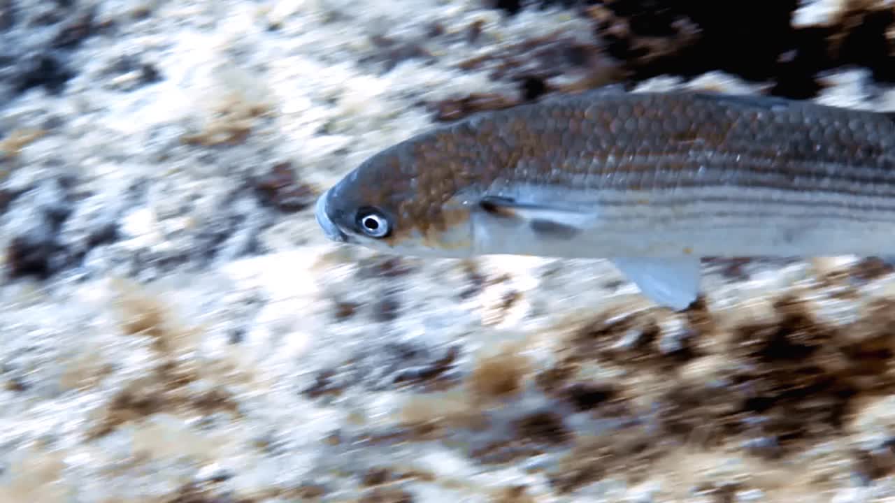 一条平头鲻鱼(Mugil cephalus)在地中海的4k镜头视频素材