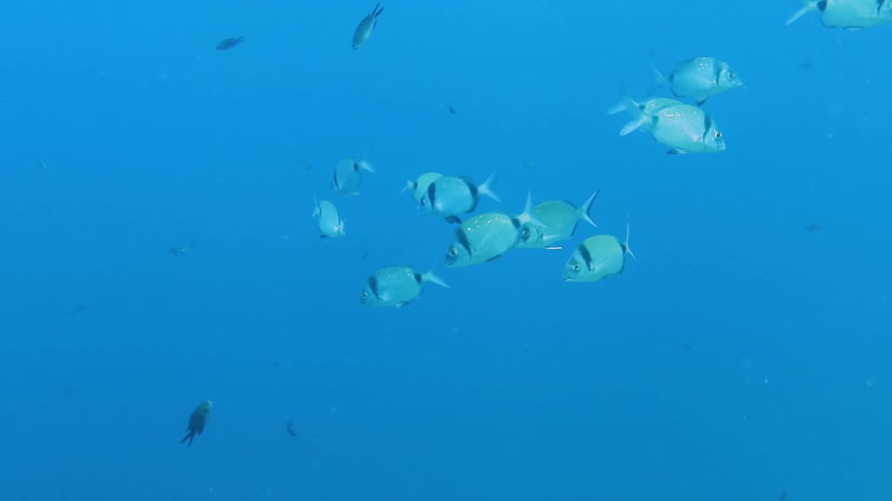 双条纹鲷(Diplodus vulgaris)在地中海的4k镜头视频素材