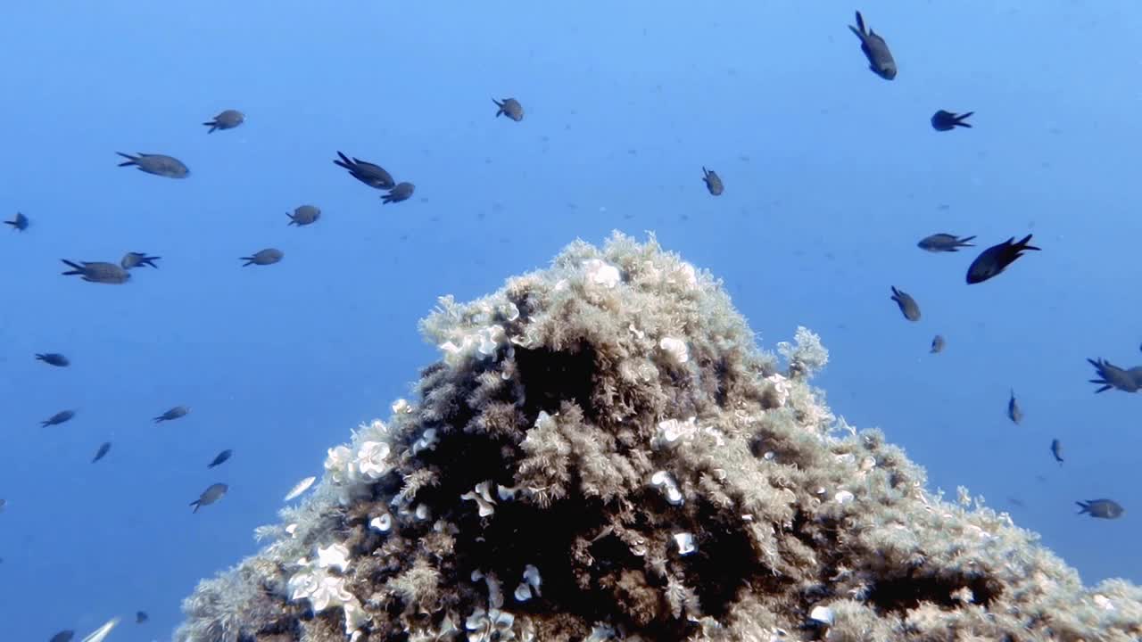 4k的地中海铬(铬铬)在地中海的镜头视频素材