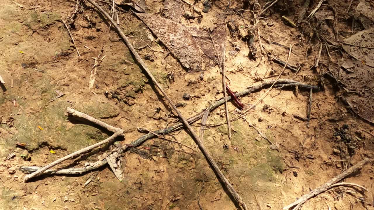 千足虫在热带雨林棕色岩石土壤中爬行视频素材