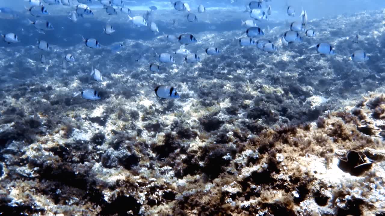 双条纹鲷(Diplodus vulgaris)在地中海的4k镜头视频素材