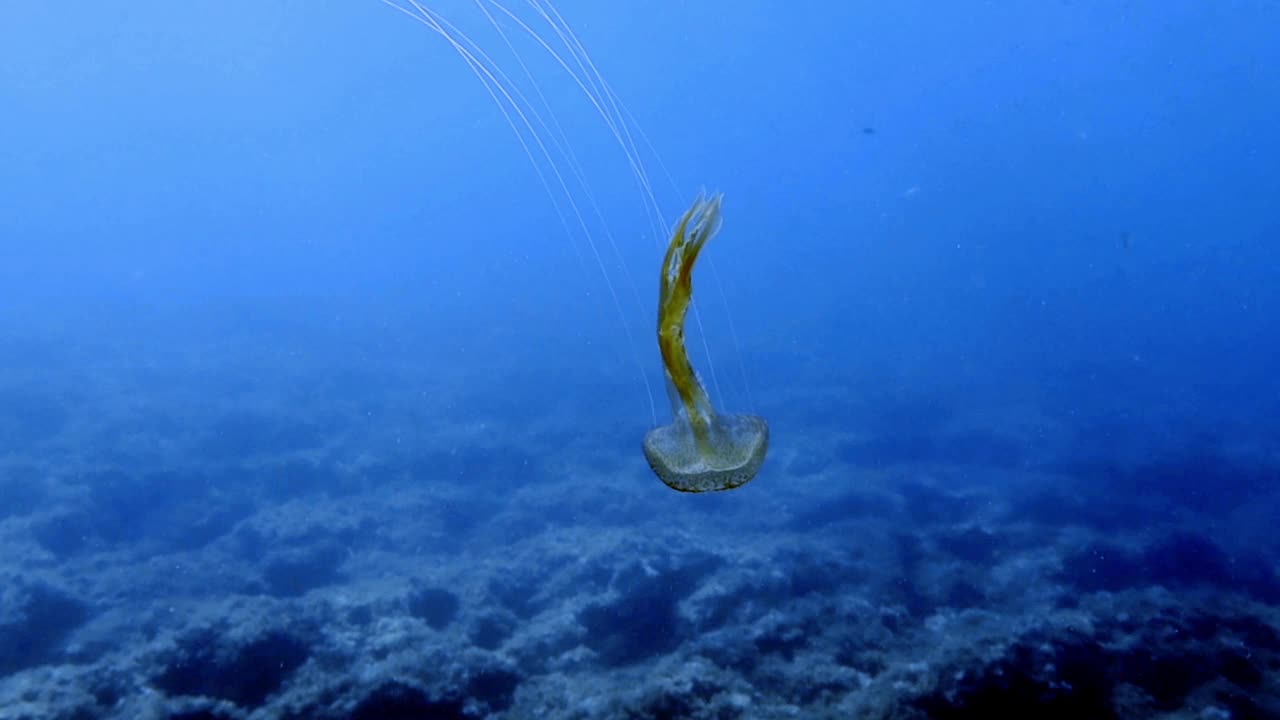 一段在地中海的紫色刺水母(夜光水母)的4k视频视频素材