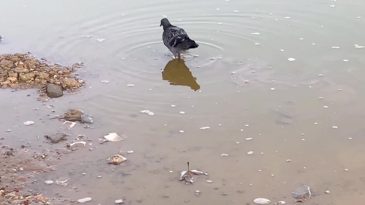 雨水上的鸽子视频素材