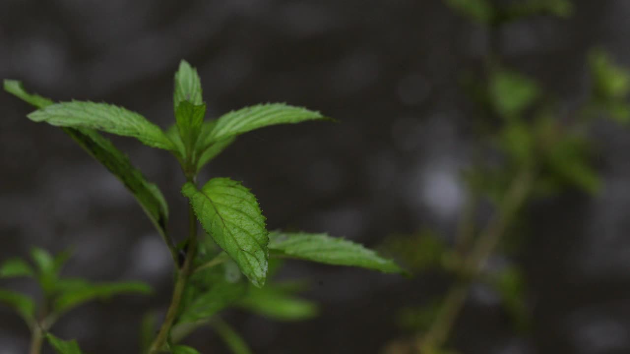 雨天的场景视频素材