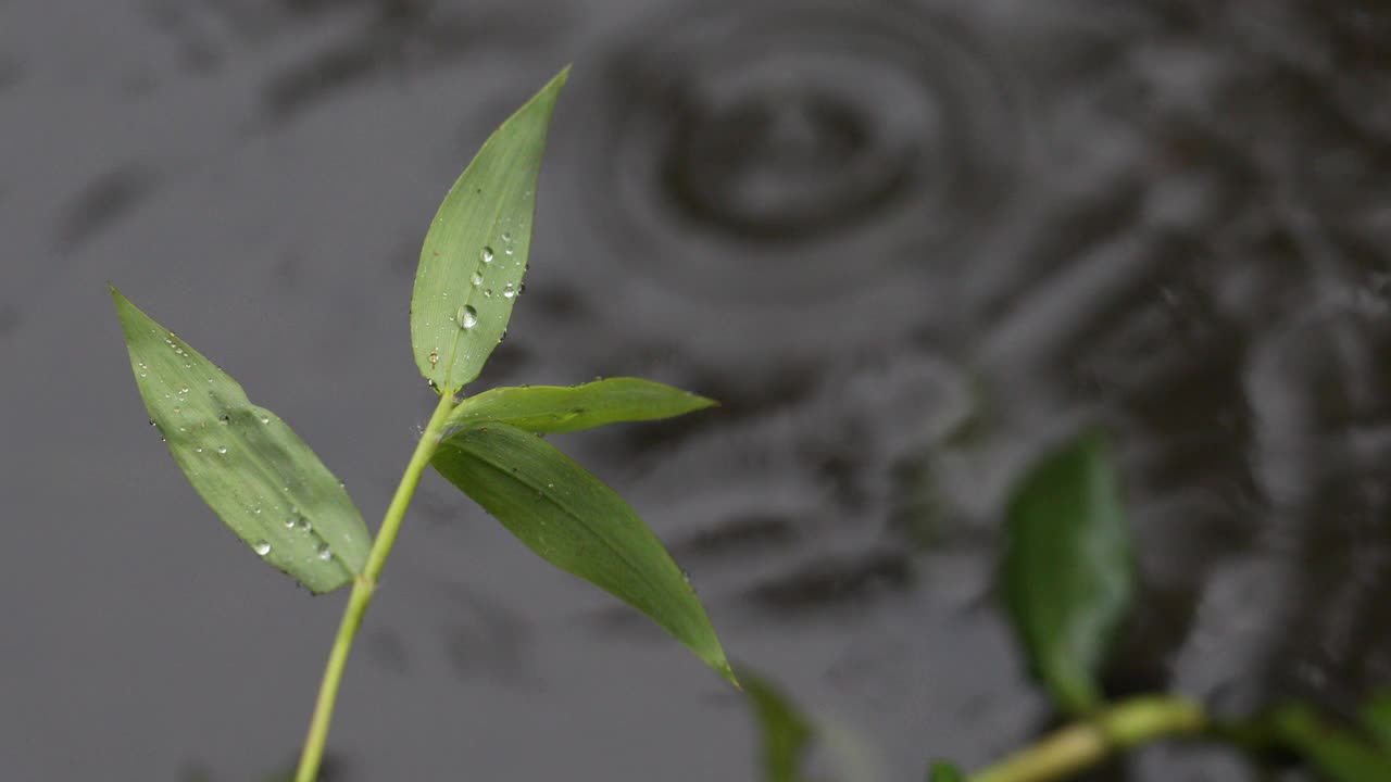 雨天的场景视频素材