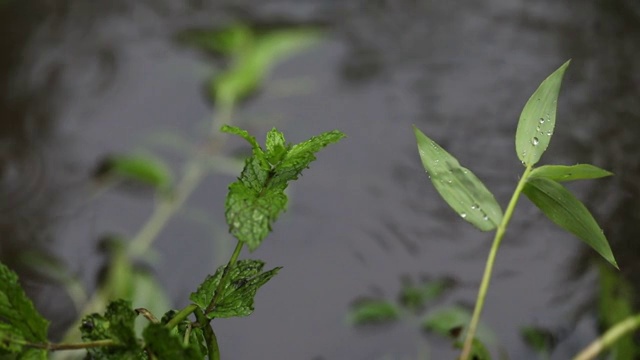 雨天的场景视频素材