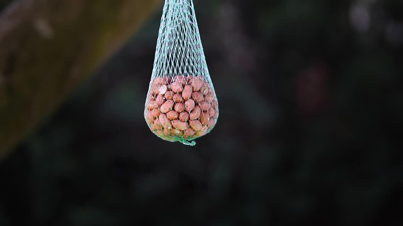 大山雀在吃花生视频素材