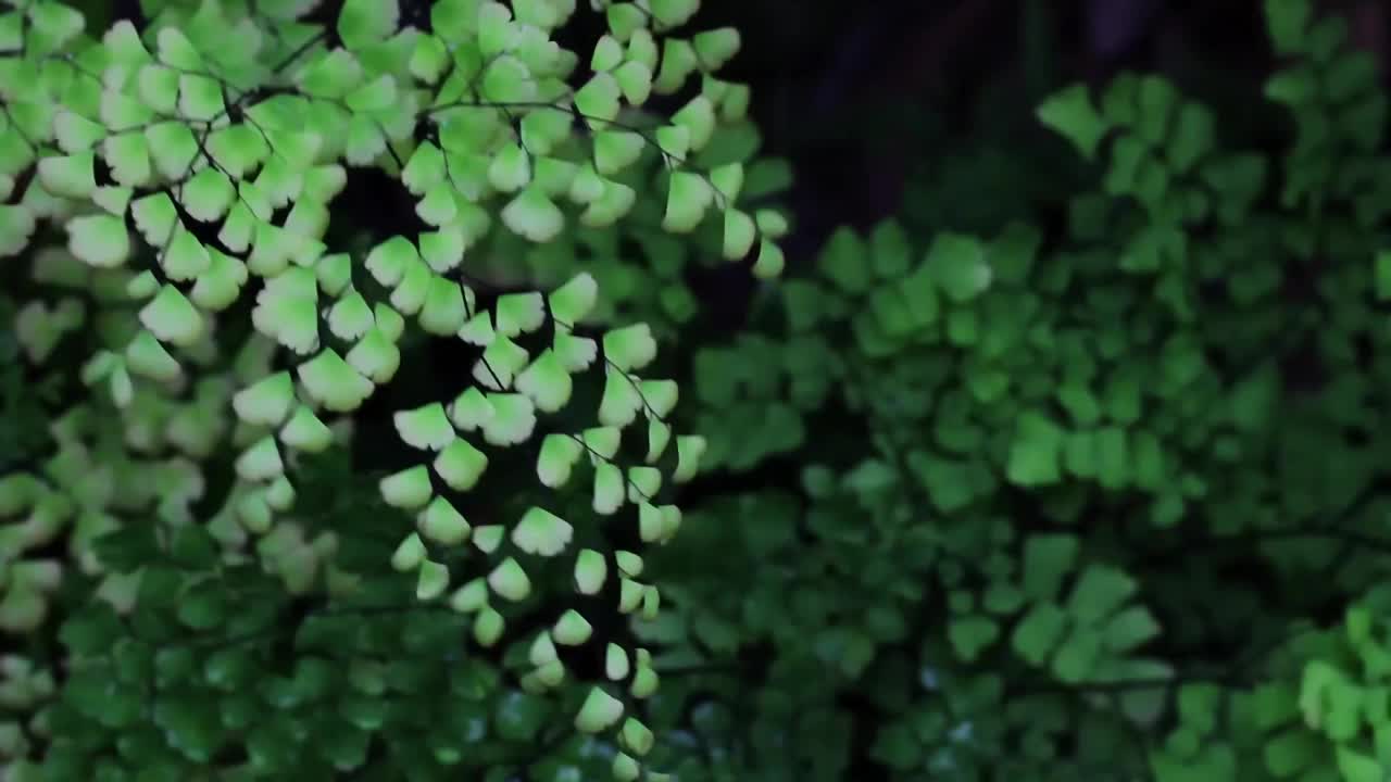 绿色蕨类树叶上的水滴背景，雨天，自然背景，植物和环境背景，绿色背景，生长在热带气候的树木视频素材