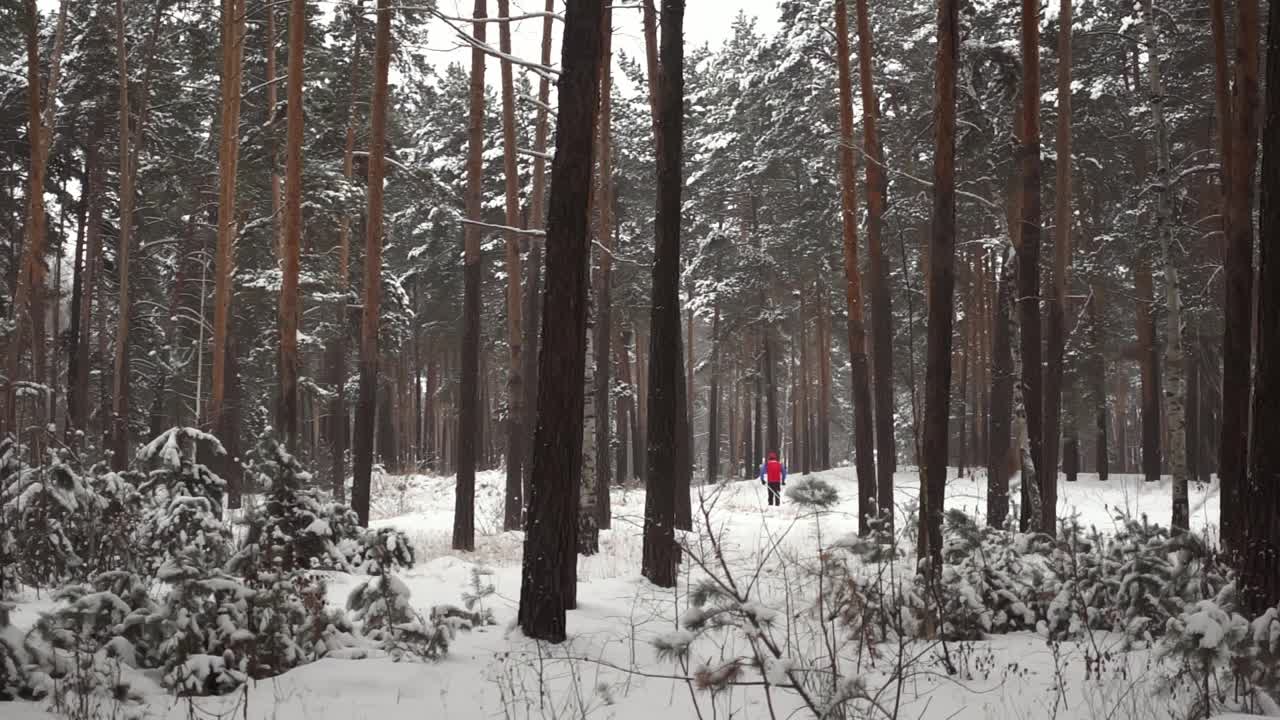 松林的景色和在雪天滑雪的人的慢动作视频素材