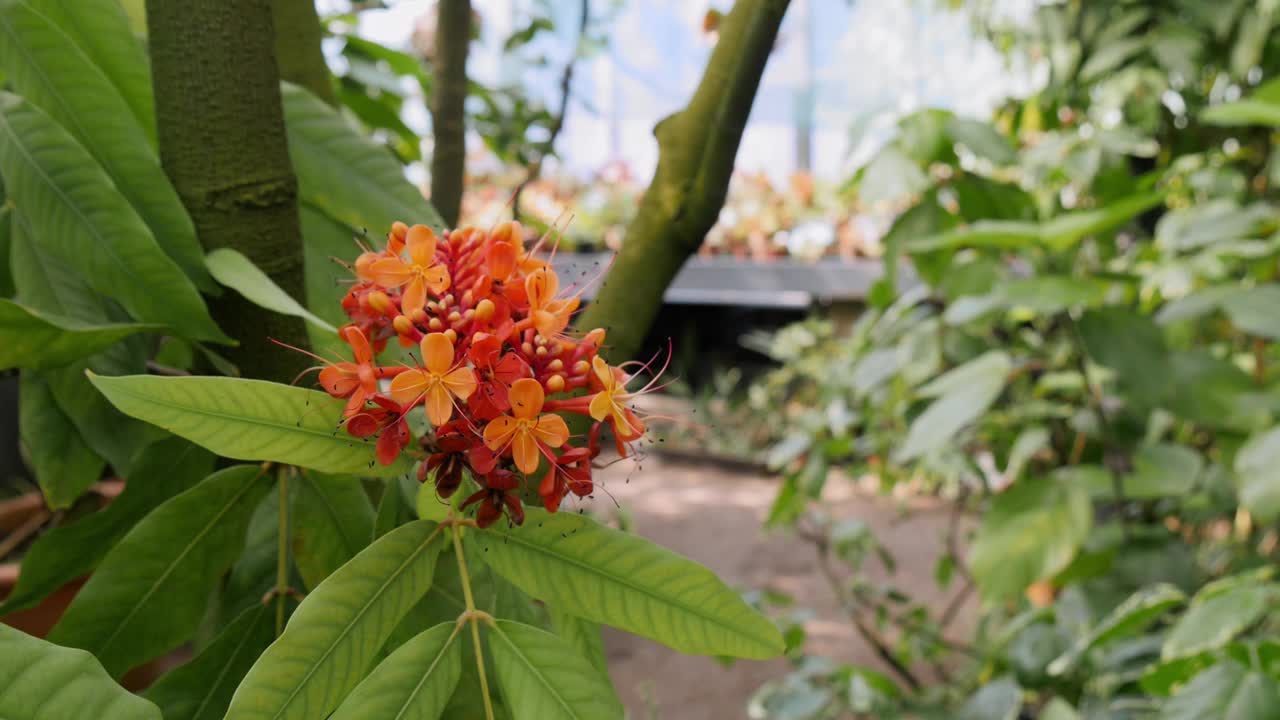 在阳光明媚的日子里，萨拉卡·阿索卡花生长在花园里。热带花卉的视频视频素材