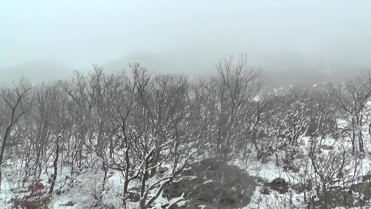 树，雪和雾在山从索道旅行的镜头视频素材