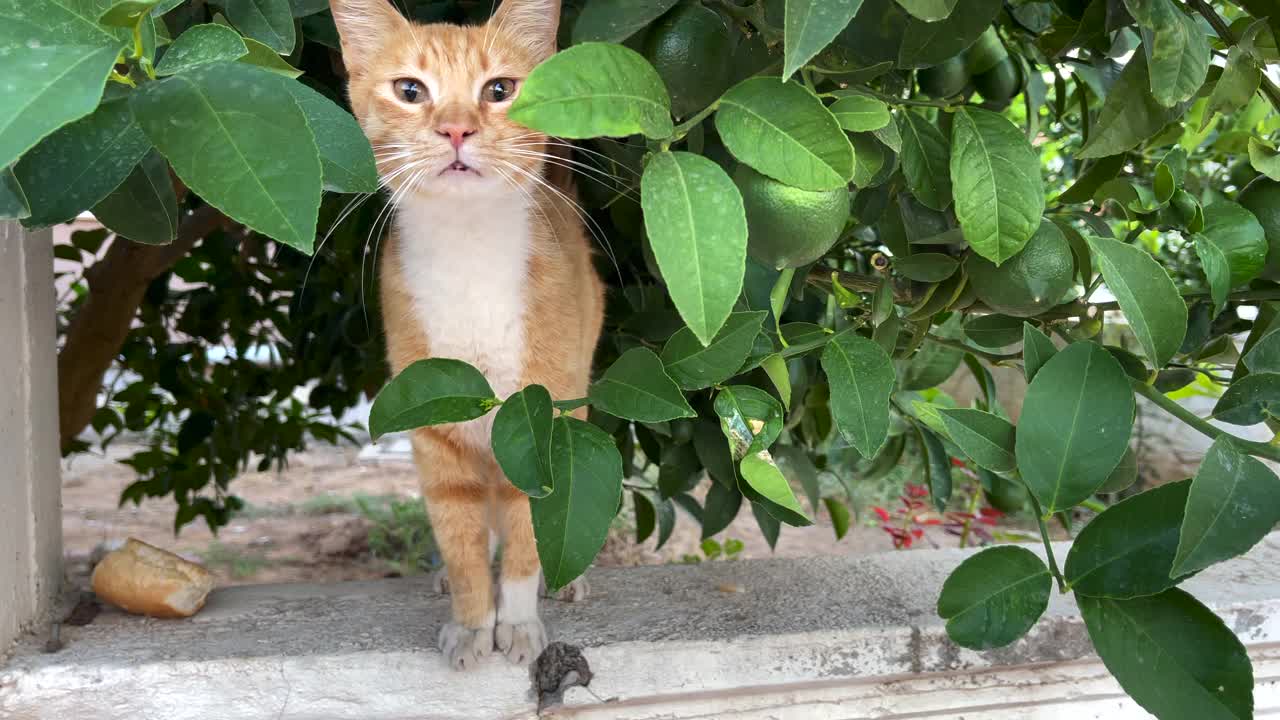 只流浪猫视频素材