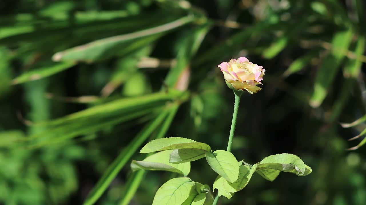 风中美丽的玫瑰，自然的背景视频素材