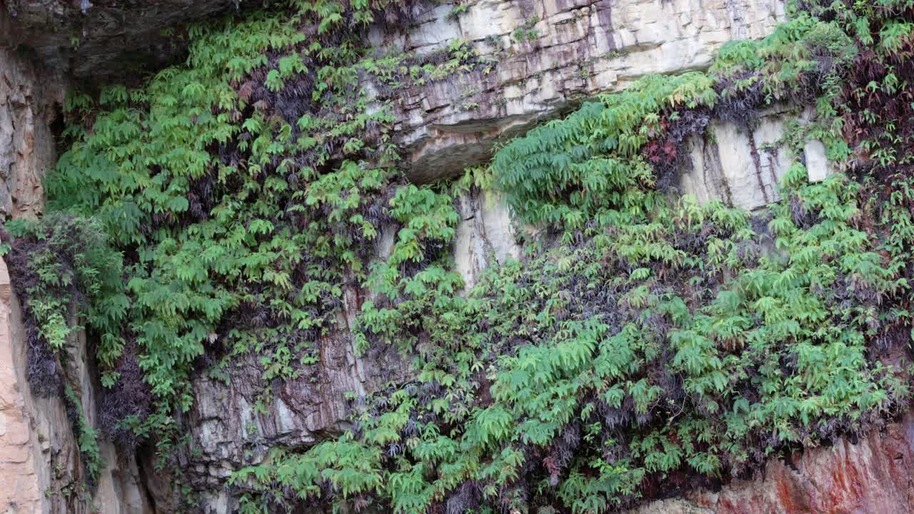 凯瑟琳峡谷悬崖上蕨类植物的近景视频素材