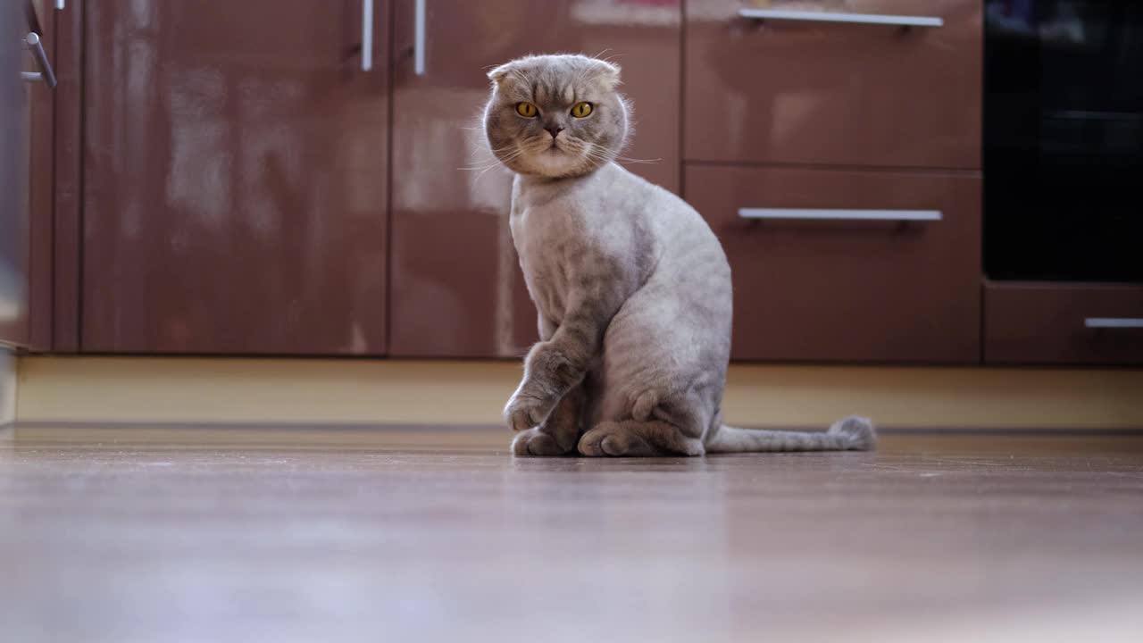 一只漂亮的灰色折边猫坐在地板上看着相机。副本的空间。视频素材