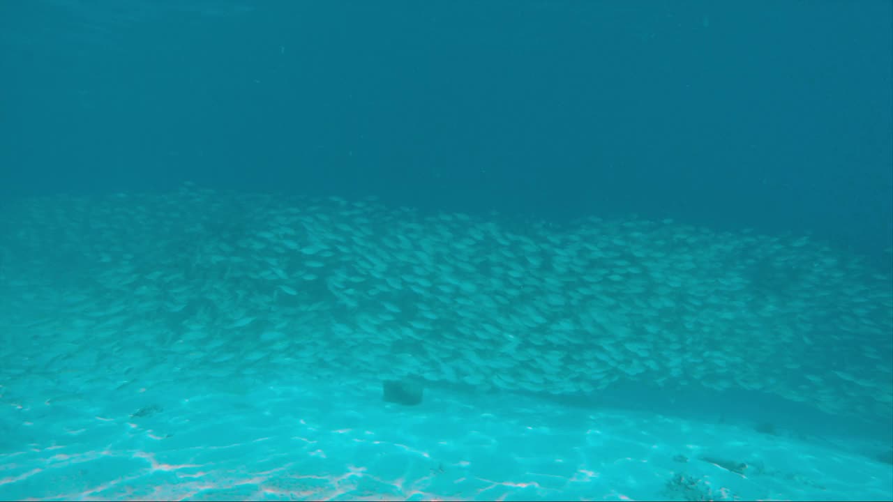 两个自由潜水员在水下和鱼群一起游泳视频素材